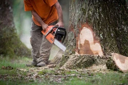 Abattage d'arbres  Mennecy
