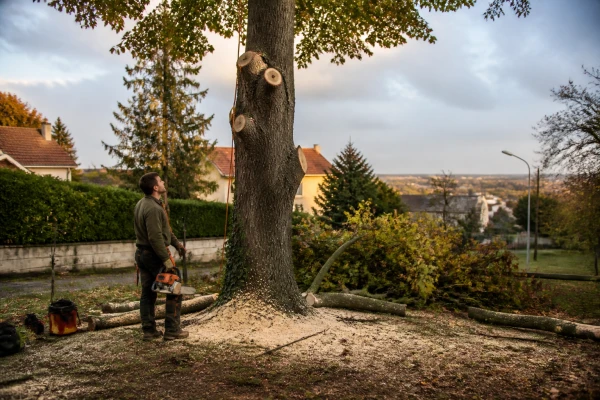 Abattage arbres Fleury-Mérogis