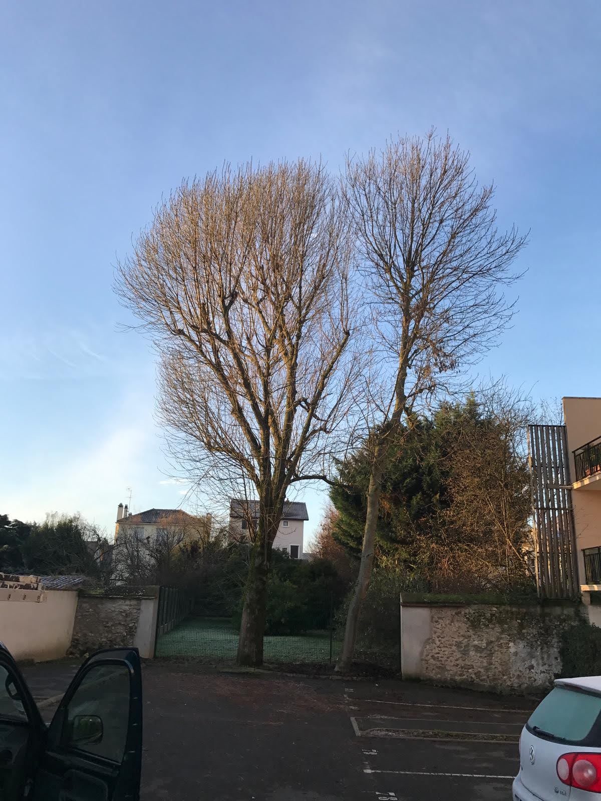 BECK PAUL -Abattage d'arbre Lisses