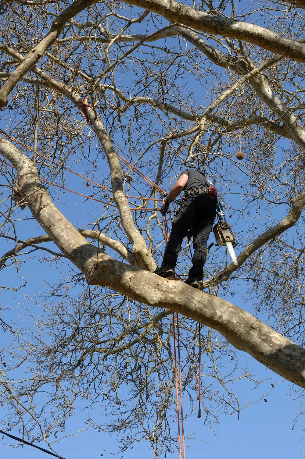 PAUL ESPACE VERT -Elagage d'arbre Lisses
