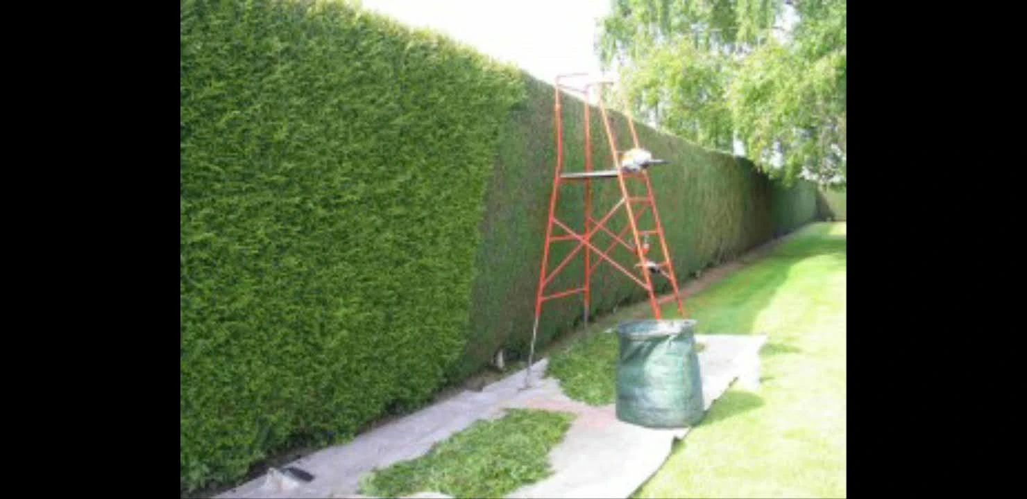 PAUL ESPACE VERT -Taille de haie Lisses